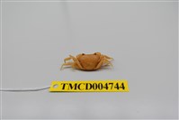 藏品(黃灰澤蟹)的圖片